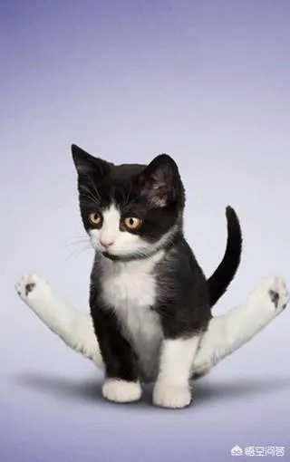 有哪些搞笑的手机壁纸？