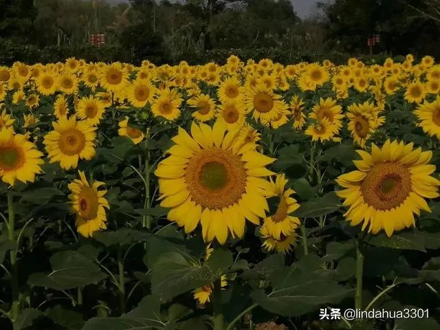 上海奉贤区东端这个镇