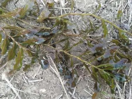 别人养殖小龙虾赚钱,你为什么亏本?