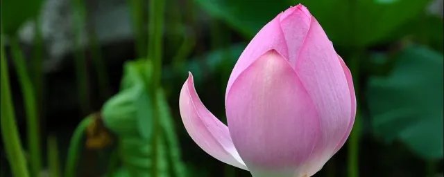 2020几月几日末伏