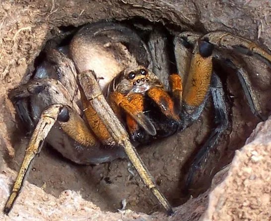 男子发现奇怪洞口:查看后被吓得连退几步(图)