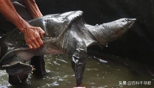 1965年黄河巨鳖事件是不是真实的？有何依据？