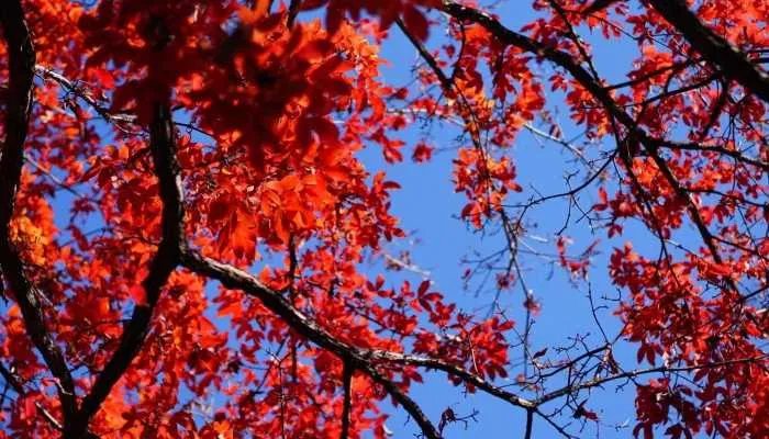 9月的句子简短唯美