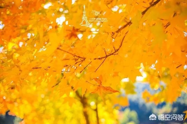 定制旅行怎么样?