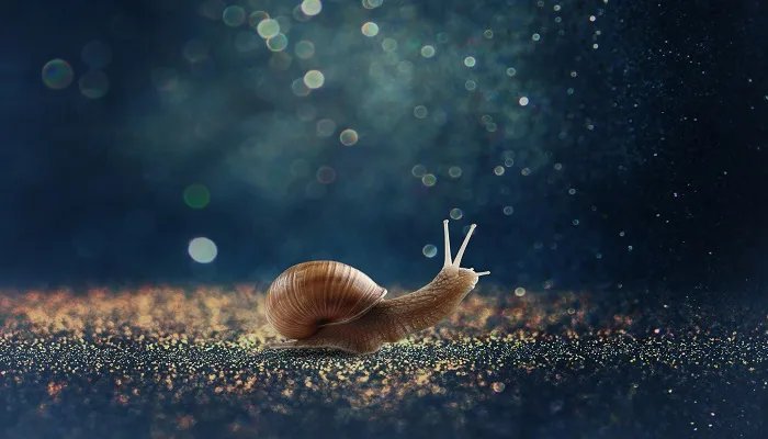 世界上牙齿最多的动物是什么 什么是世界上牙齿最多的动物