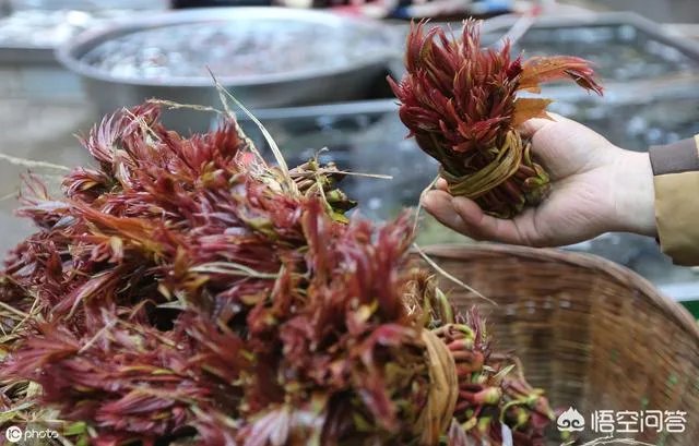 春芽树和香椿的区别