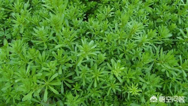 茜草科有哪些植物?