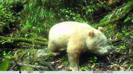 白色大熊猫被拍到什么情况：为什么变白色大熊猫真相详情