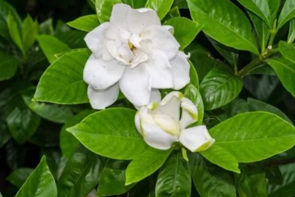 北方四季常青又耐寒的花树有哪些?