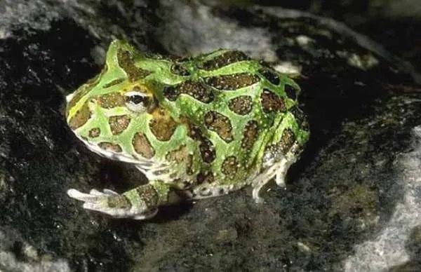 请问角蛙的寿命是多少年