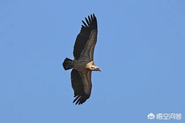世界上飞的最高、飞的最远或飞的最快的鸟有哪些？