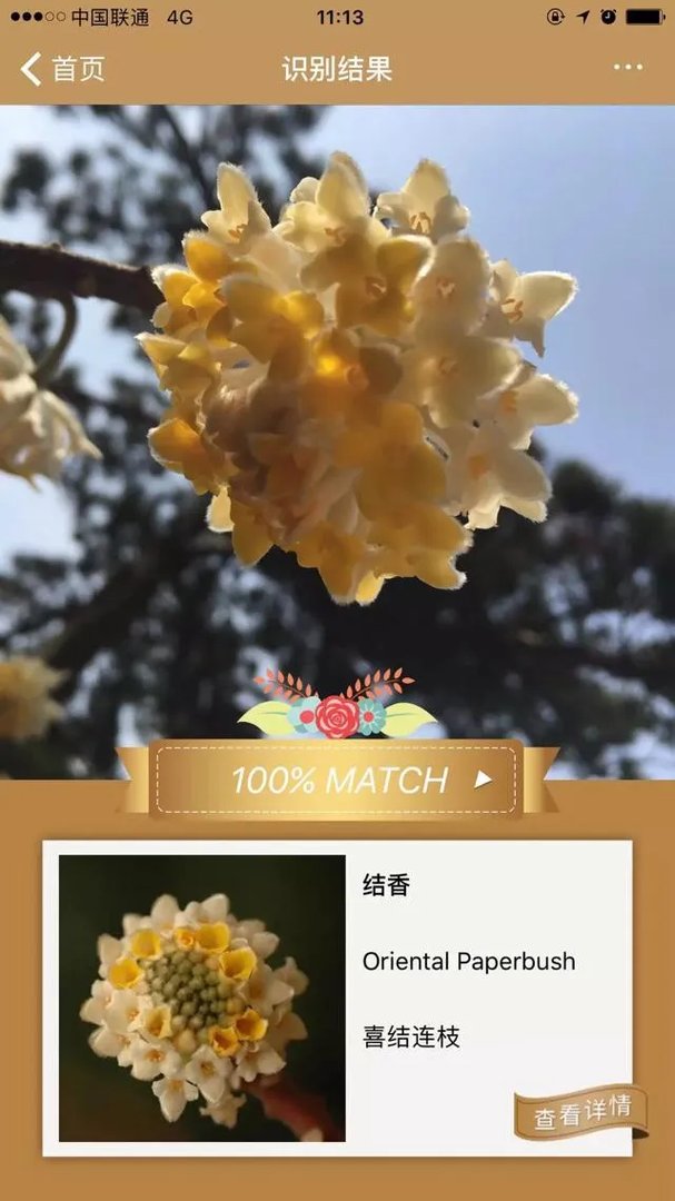 下图这是什么花？