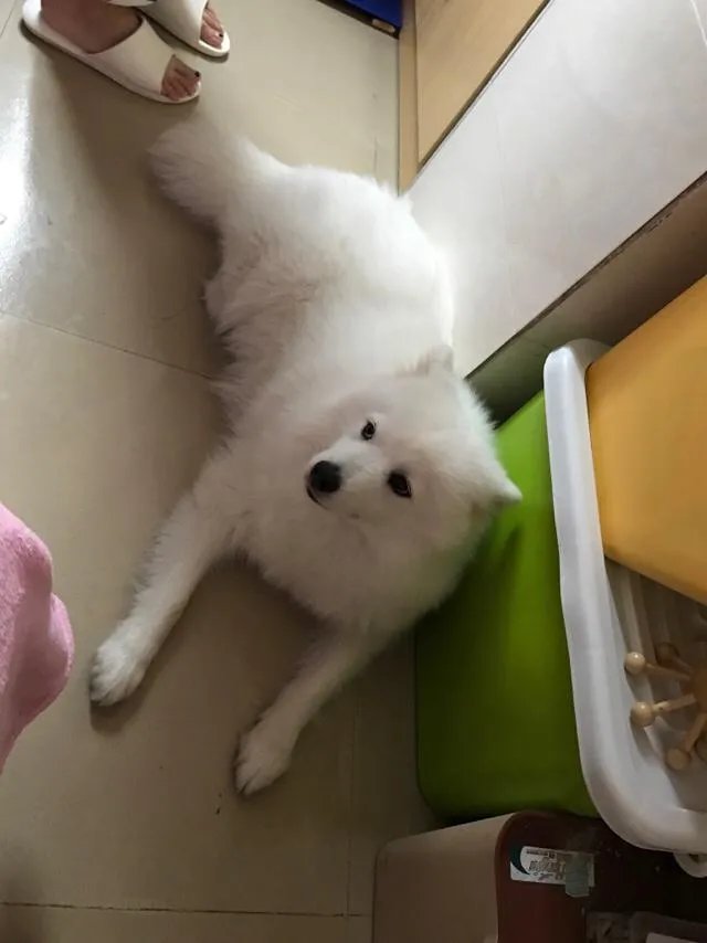 萨摩耶到底有多蠢？