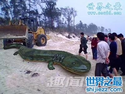 挖掘机挖出16米长巨蛇，权威揭秘真相(图) 