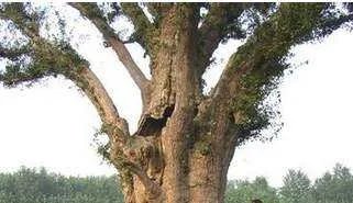 广东的千年榕树倒塌了,此树是什么时候栽下的?