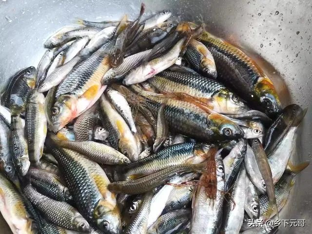 地笼捕鱼一般能捕多大的?要注意什么?