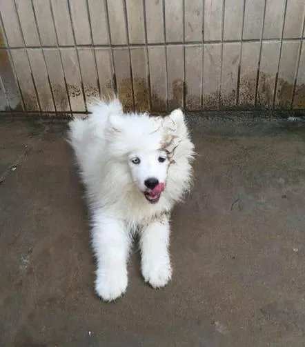 萨摩耶到底有多蠢？