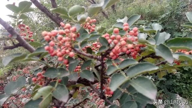 今年花椒树狂枝多怎么办？