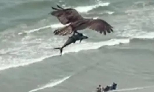 巨大老鹰从海中抓起一头鲨鱼是怎么回事 网友：这也太秀了吧