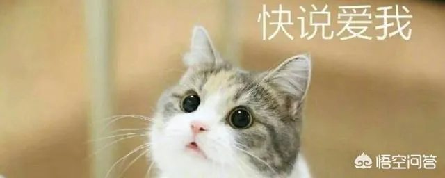 猫恐怖