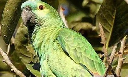 蓝顶亚马逊鹦鹉属于什么品种？有哪些喂食的要点呢？