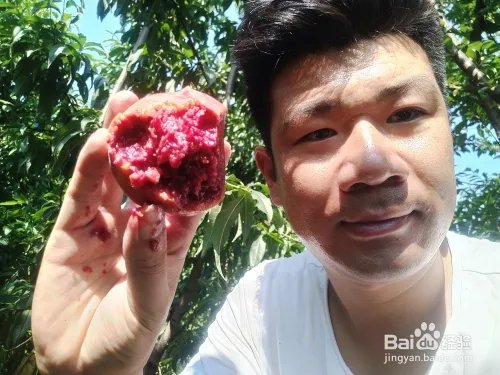 毛桃苗新品种哪个好?