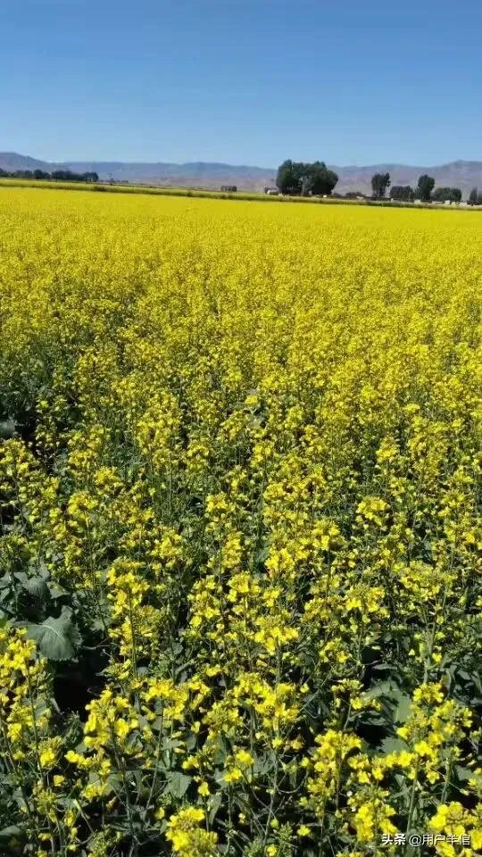 上海奉贤区东端这个镇