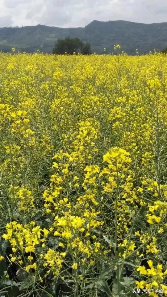 上海奉贤区东端这个镇