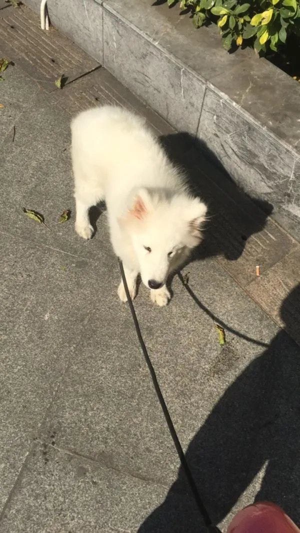 萨摩耶到底有多蠢？