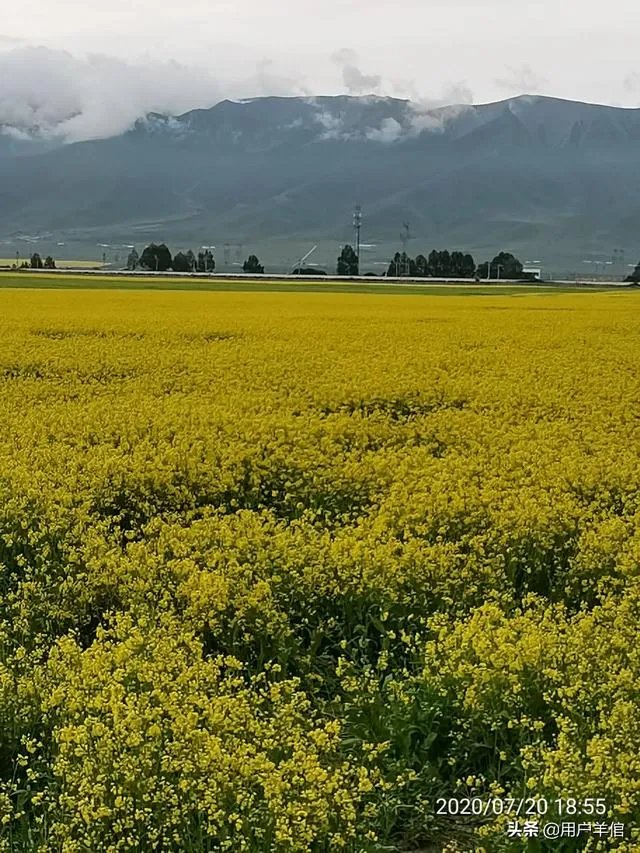 上海奉贤区东端这个镇