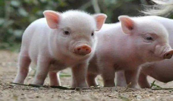 数千头猪为什么听到音乐后会回家吃饭?