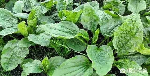 农村田野很多野菜都冒出了头，什么野菜是这个时节比较好采又好吃的？