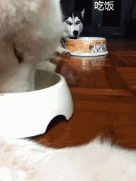 萨摩耶到底有多蠢？