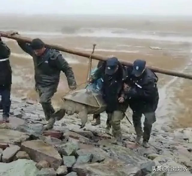 1965年黄河巨鳖事件是不是真实的？有何依据？