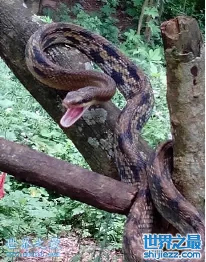 挖掘机挖出16米长巨蛇，权威揭秘真相(图) 