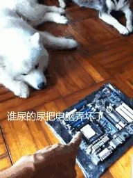 萨摩耶到底有多蠢？