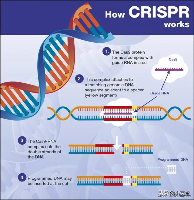 如果达尔文的进化论是正确的,人类最后会进化成什么模样?
