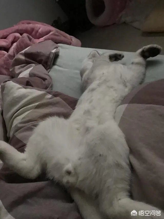 如何看待“给每个员工发一只猫，离职的话要退还猫给公司，可以起到稳定团队的作用”这句话？