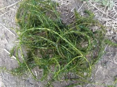 别人养殖小龙虾赚钱，你为什么亏本？