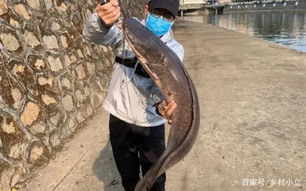 不同鱼情有不同的钓法,溪流钓常用的拉滩钓法有何作钓技巧?