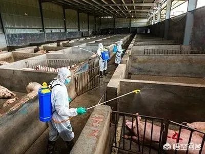 9月4日猪价:东北全线下跌,算是新一轮下跌的信号吗?