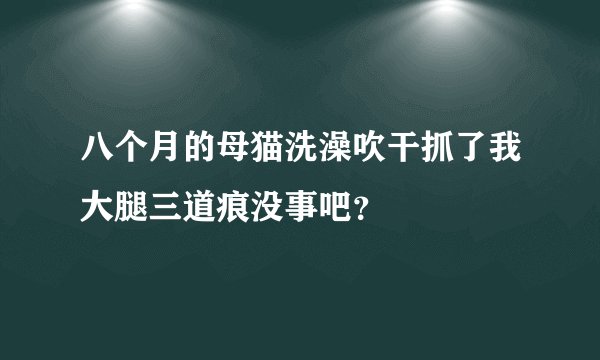 八个月的母猫洗澡吹干抓了我大腿三道痕没事吧？