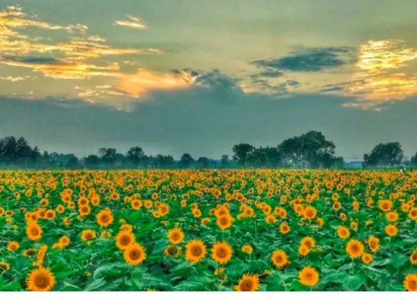 江苏句容50亩向日葵花海绽放了？