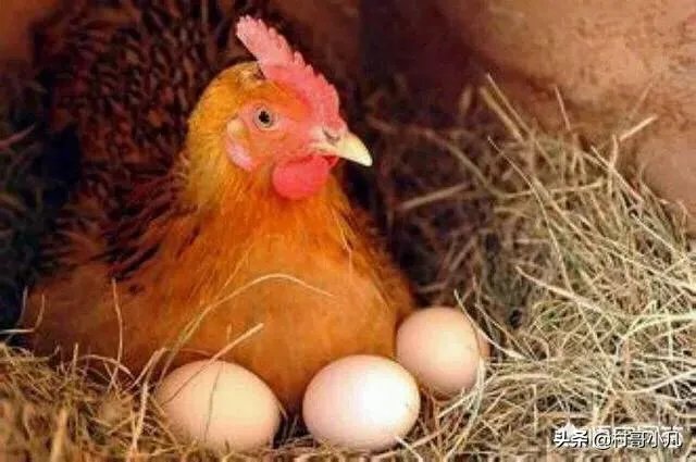 两家土鸡养殖场能挨在一起吗？