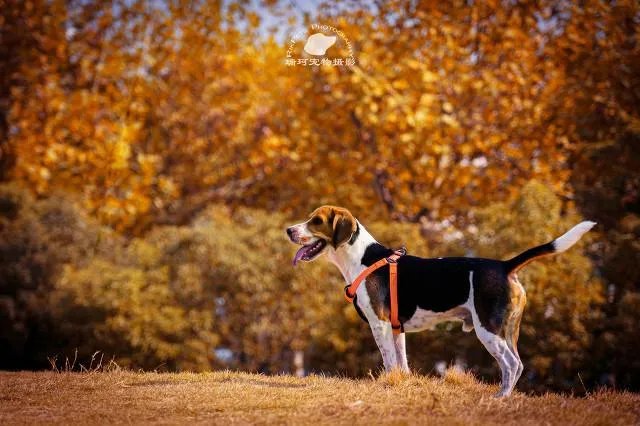 浙江女子喊老公下污水井救宠物狗致其身亡，年仅30岁，怎么看？