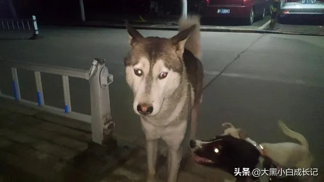 秋田犬适合家养吗？
