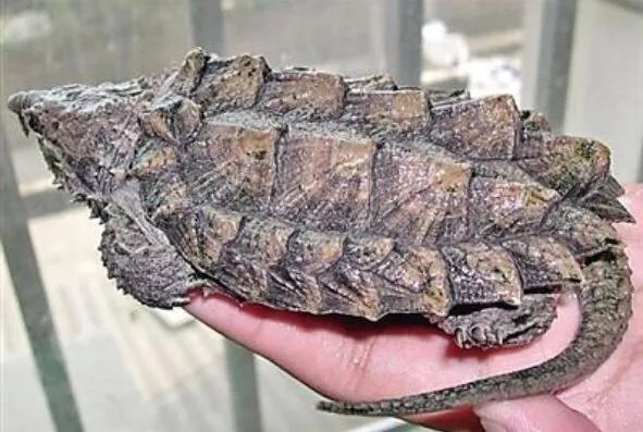 最著名的十大动物骗子排行 变色龙上榜,第三本领是“装死”