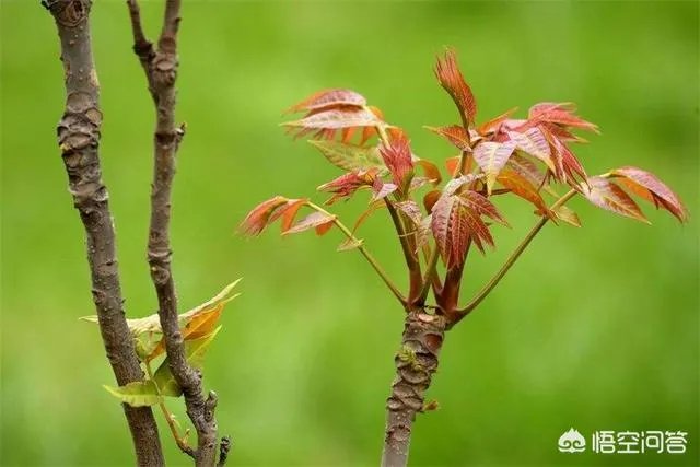 春芽树和香椿的区别