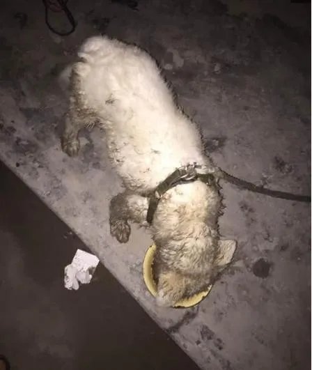 萨摩耶到底有多蠢？