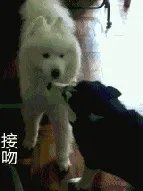 萨摩耶到底有多蠢？